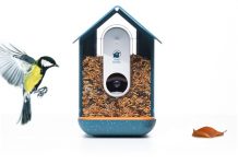 Akıllı Kuş Yemliği Bird Buddy, Bağış Rekoru Kırdı