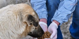 Üniversite Öğrencileri Sokak Hayvanları İçin “Helpimal”ı Geliştirdi