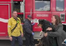 Apple AirTag Bir Köpeğin Hayatını Kurtardı