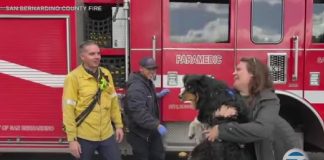 Apple AirTag Bir Köpeğin Hayatını Kurtardı