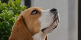 Kayıp Evcil Hayvanlar İçin QR Kod Sistemli Ring Pet Satışa Sunuldu