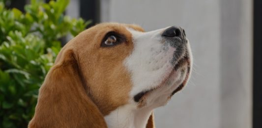 Kayıp Evcil Hayvanlar İçin QR Kod Sistemli Ring Pet Satışa Sunuldu